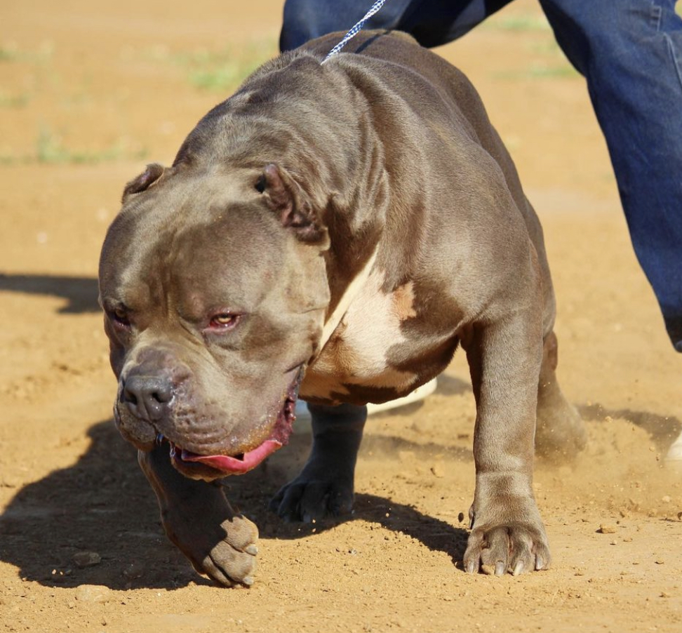 Dog Featured Image