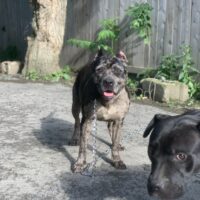 Rcm585’s Hinata of Hiddensoundpitbulls