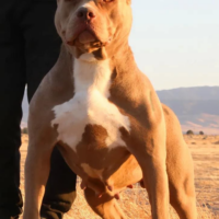 BGK’S COCO