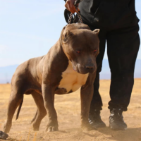 BGK’S DEBO