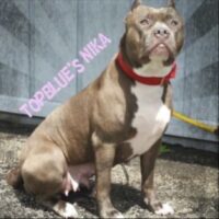 TOPBLUES’S NIKA CP*