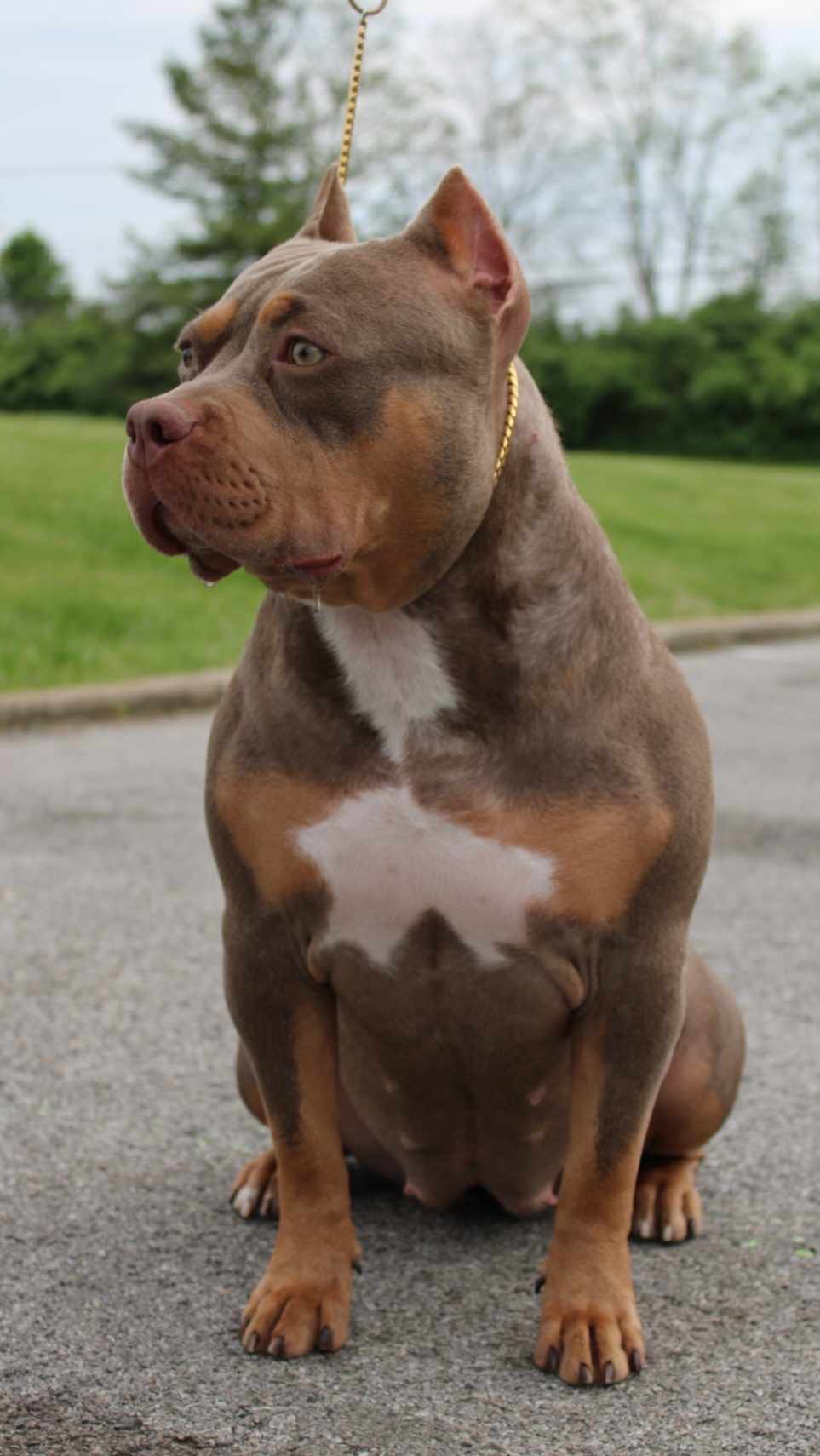 Dog Featured Image