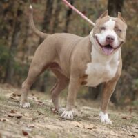 FBH Borntwice of Enzo Bullies