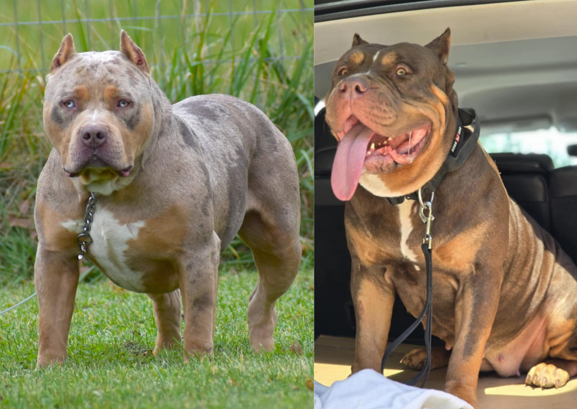 Dog Featured Image