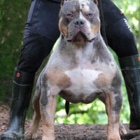 Notorious Bullies Granite