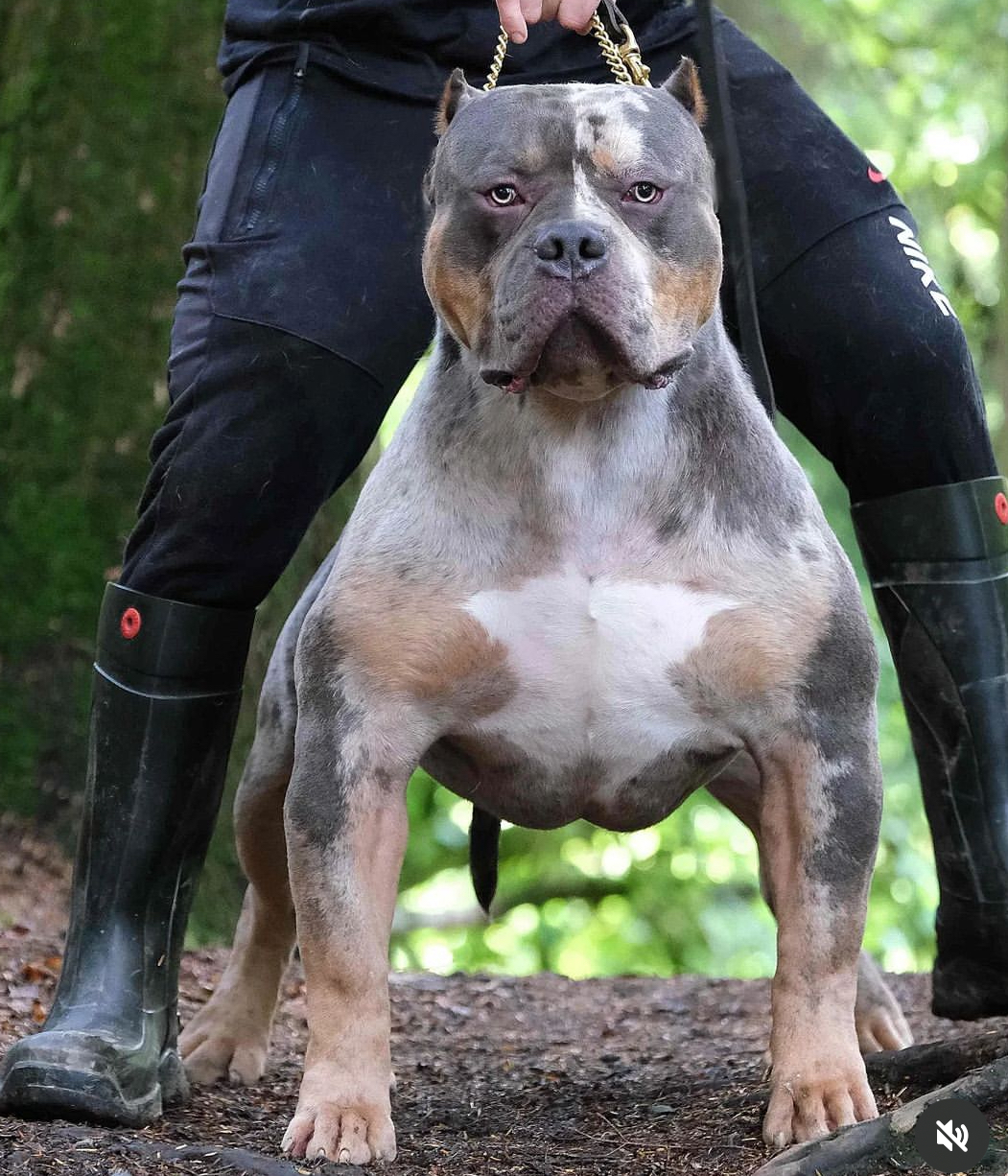 Dog Featured Image