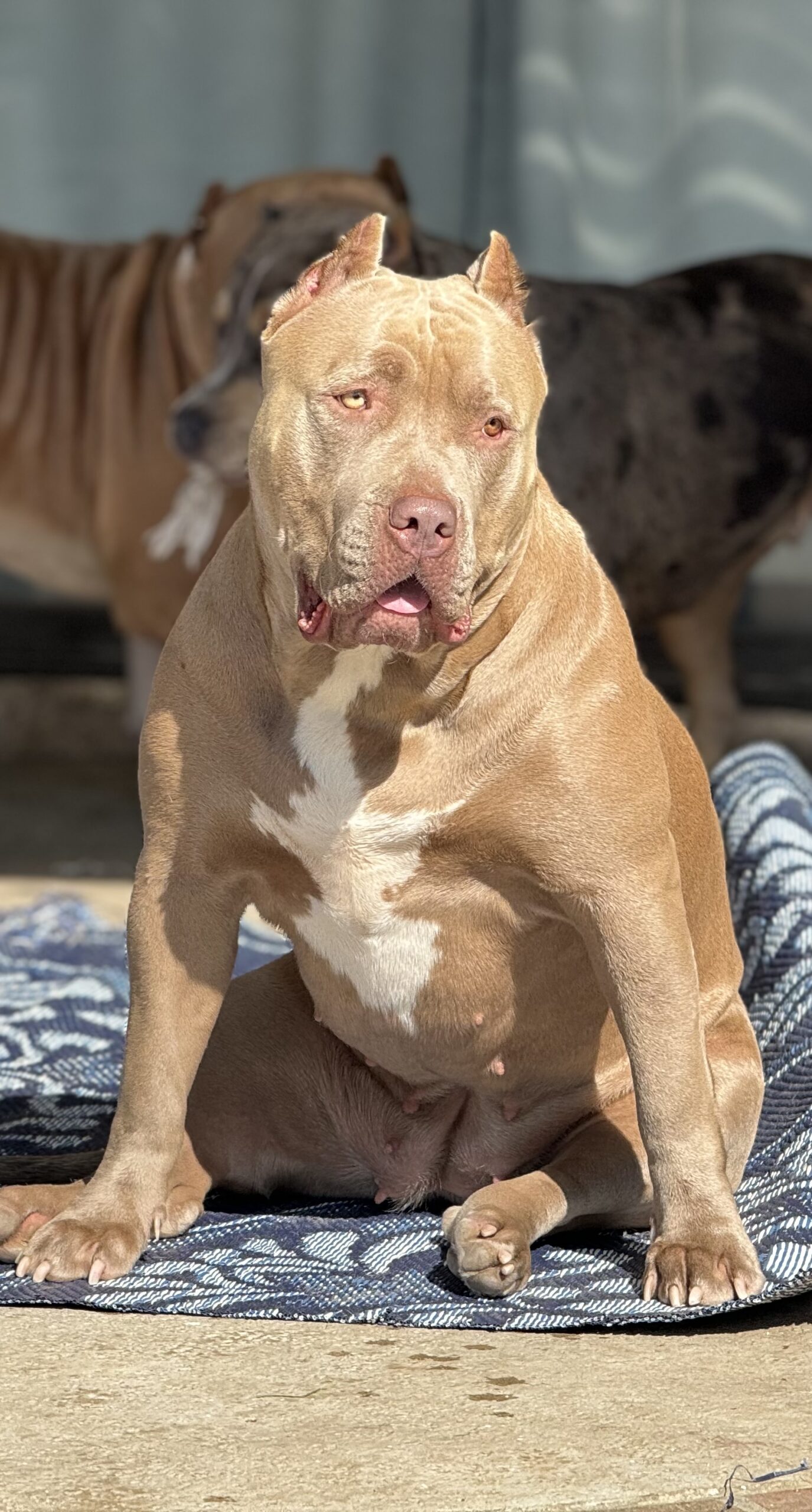 Dog Featured Image