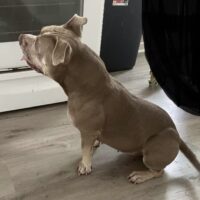 William’s Nala.