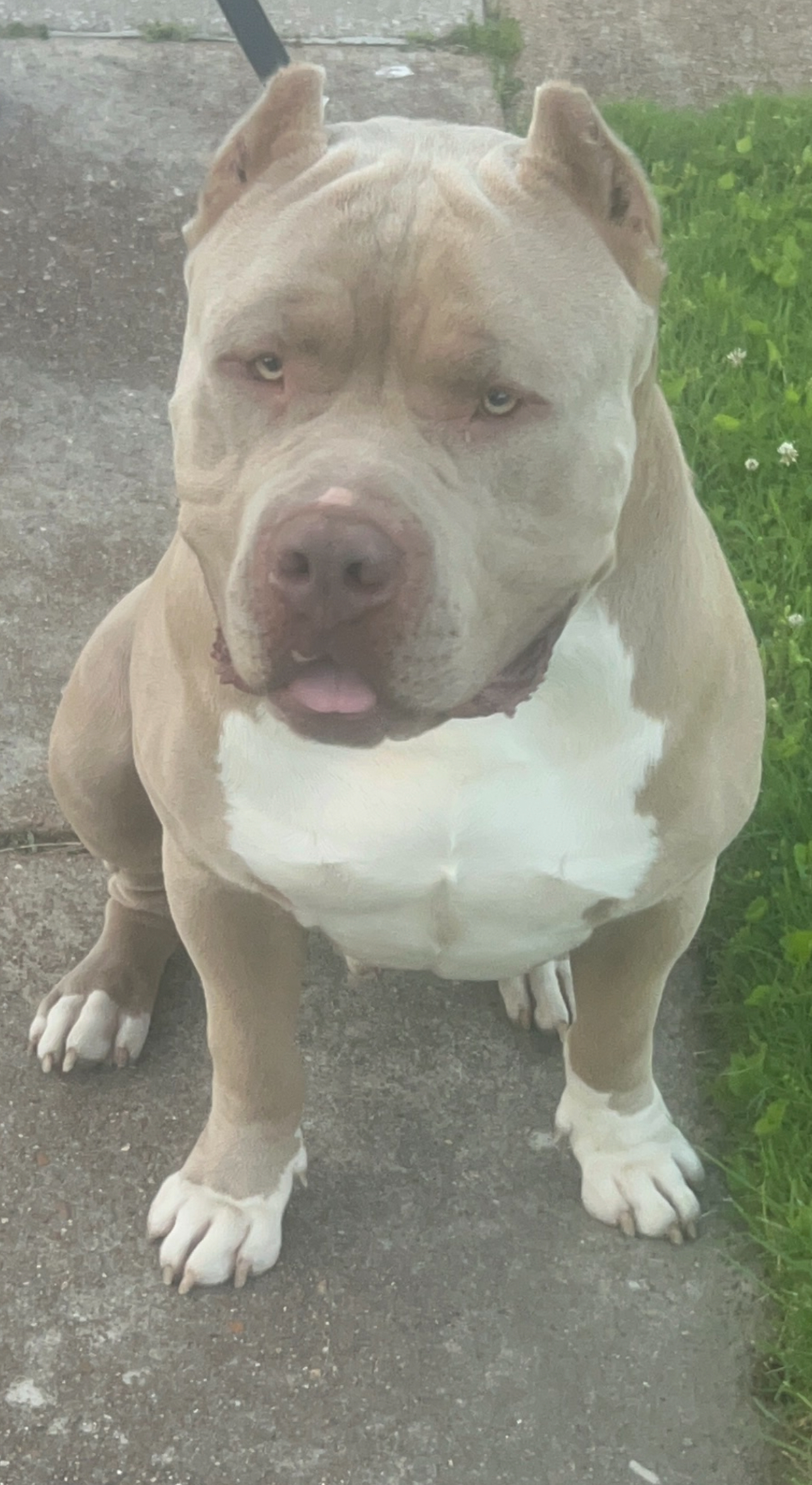 Dog Featured Image