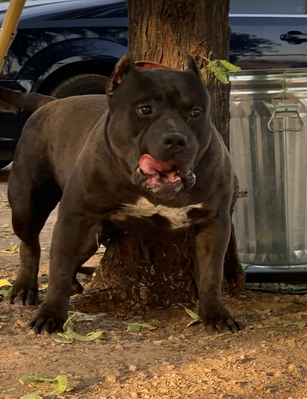 Dog Featured Image