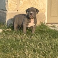 CMB King Rex