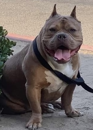 Dog Featured Image