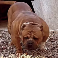 Tiger bullies Bobble head