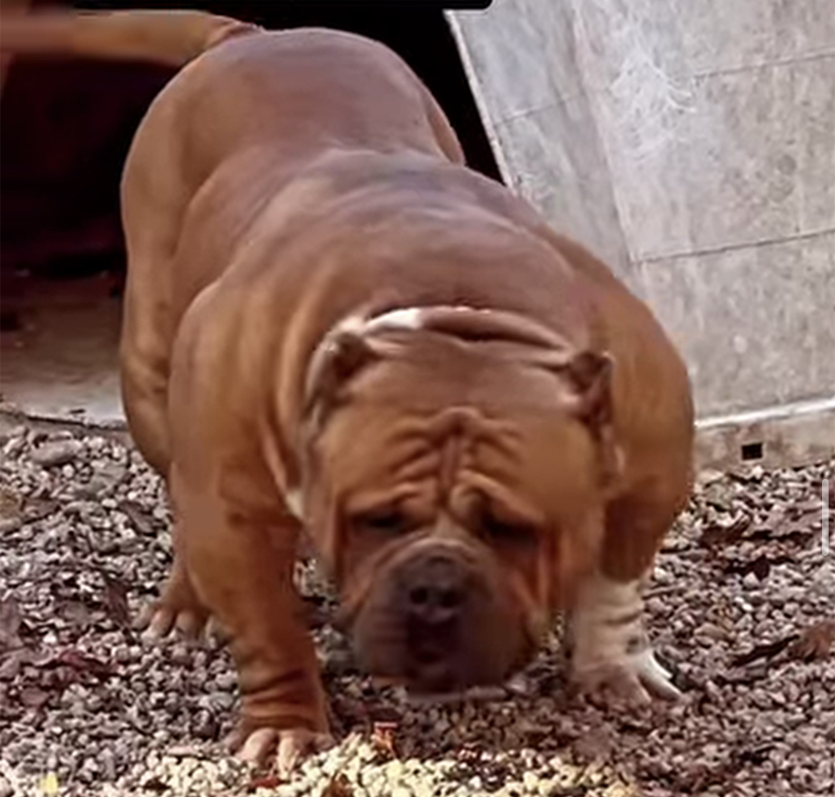 Dog Featured Image