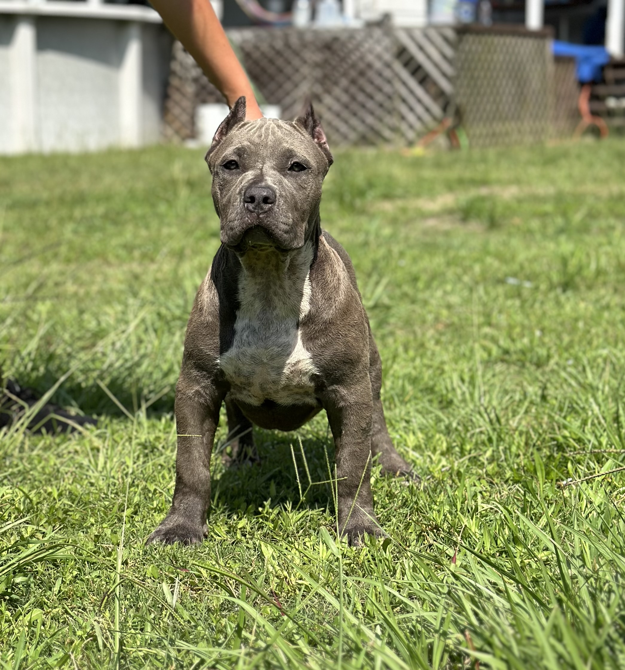 Dog Featured Image