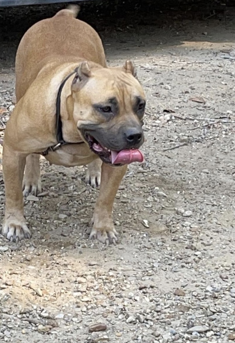 Dog Featured Image