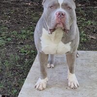 Mm Bulliez Drogo