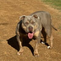 Alpha Kennels Kiara