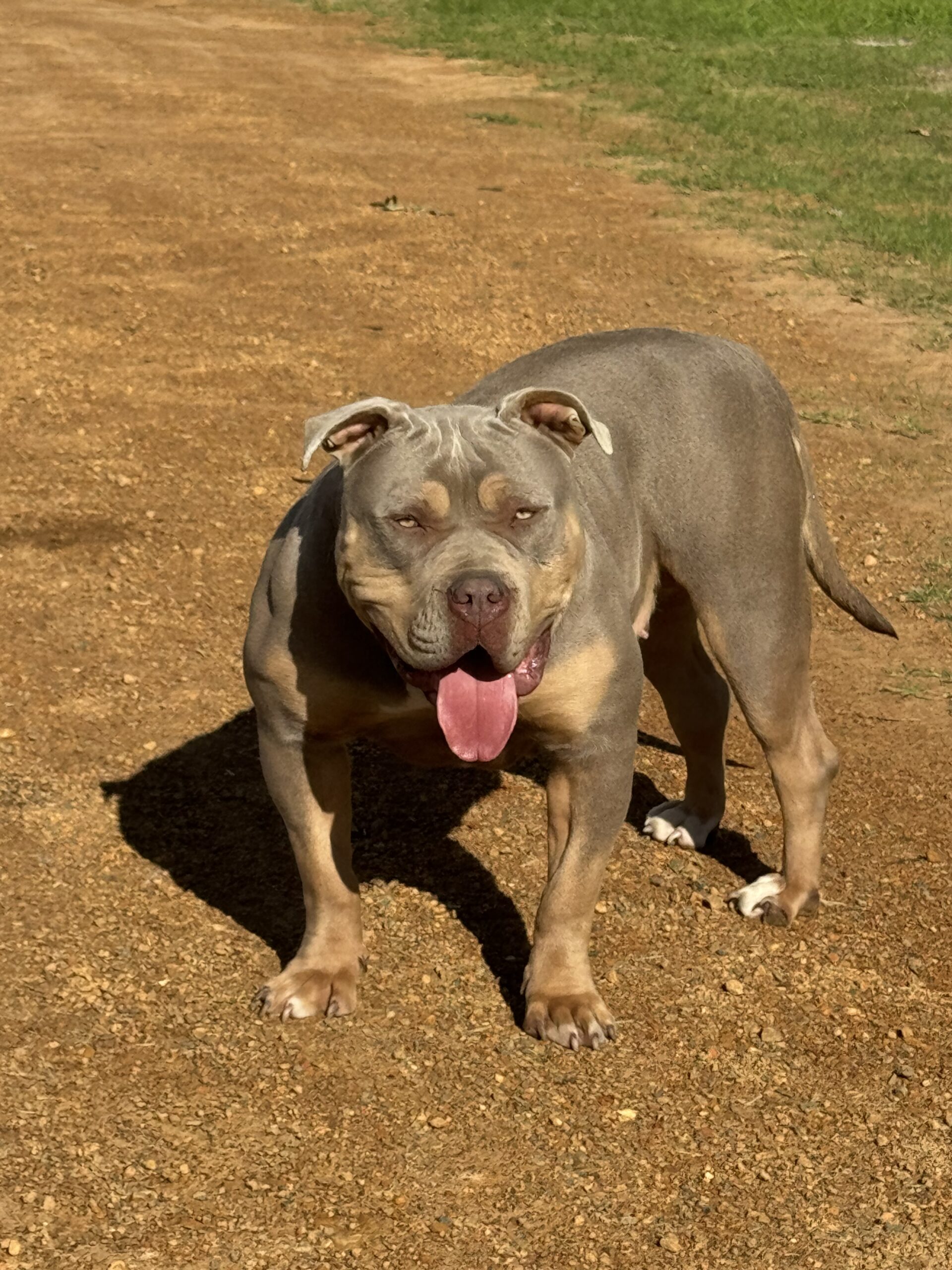 Dog Featured Image