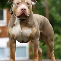 ⚡️Bossy’s Zeus⚡️