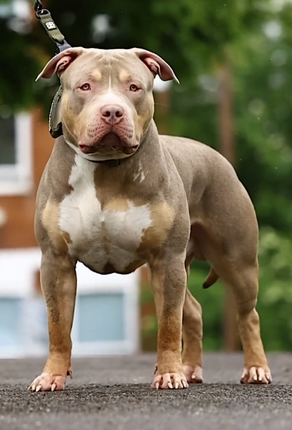 Dog Featured Image