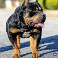Dog Featured Image
