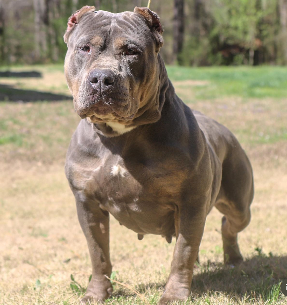 Dog Featured Image