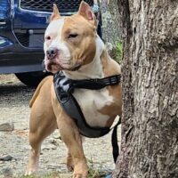 Flecha Bully Kennels Taz