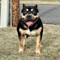 FBH Bane of Evergreen State Bully Kennels