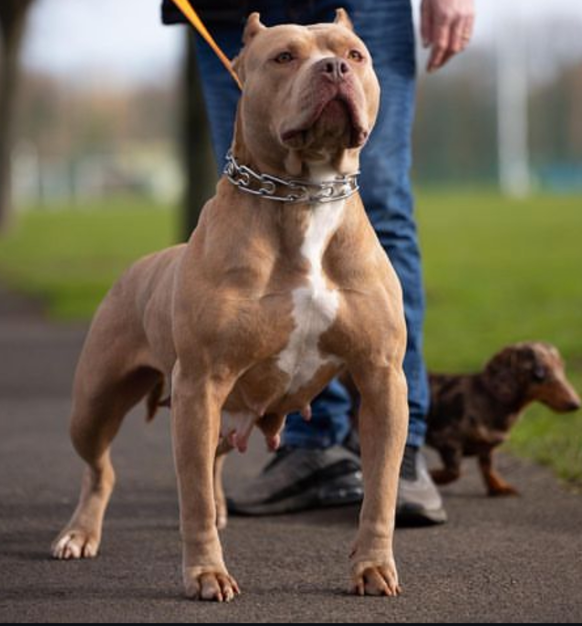 Dog Featured Image