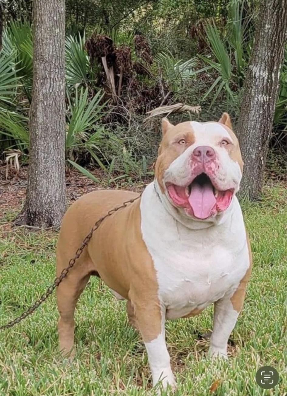 Dog Featured Image