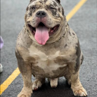 FBH Enzo of Enzo Bullies