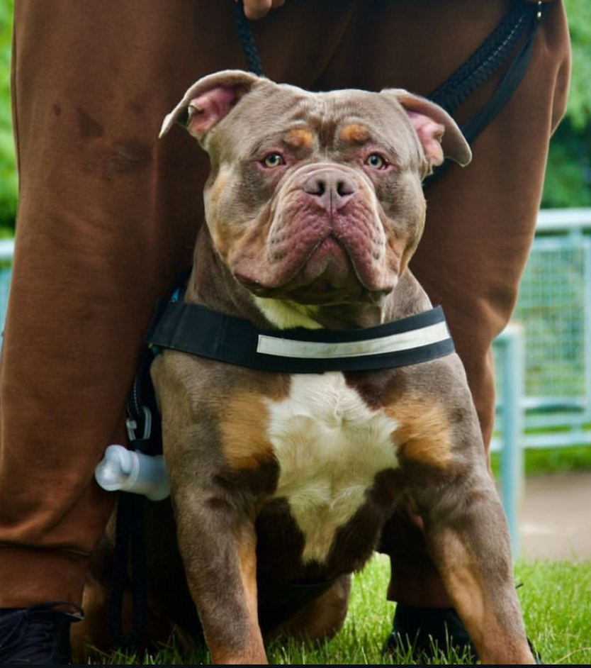 Dog Featured Image