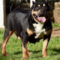 Firestorm of Cali Tri Bullies