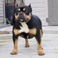 Louis Vuitton aka Louie of Cali Tri Bullies