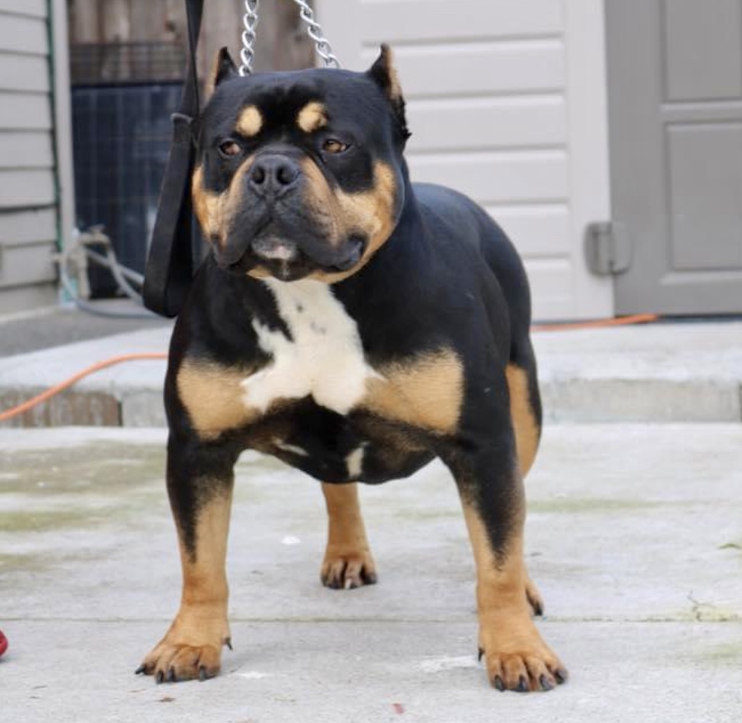 Dog Featured Image