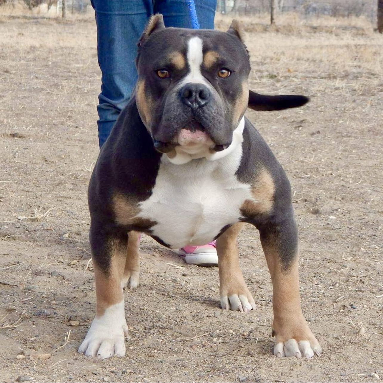 Dog Featured Image