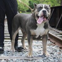 TPB Athena