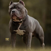 AMP’D UP BULLIES “KASH”