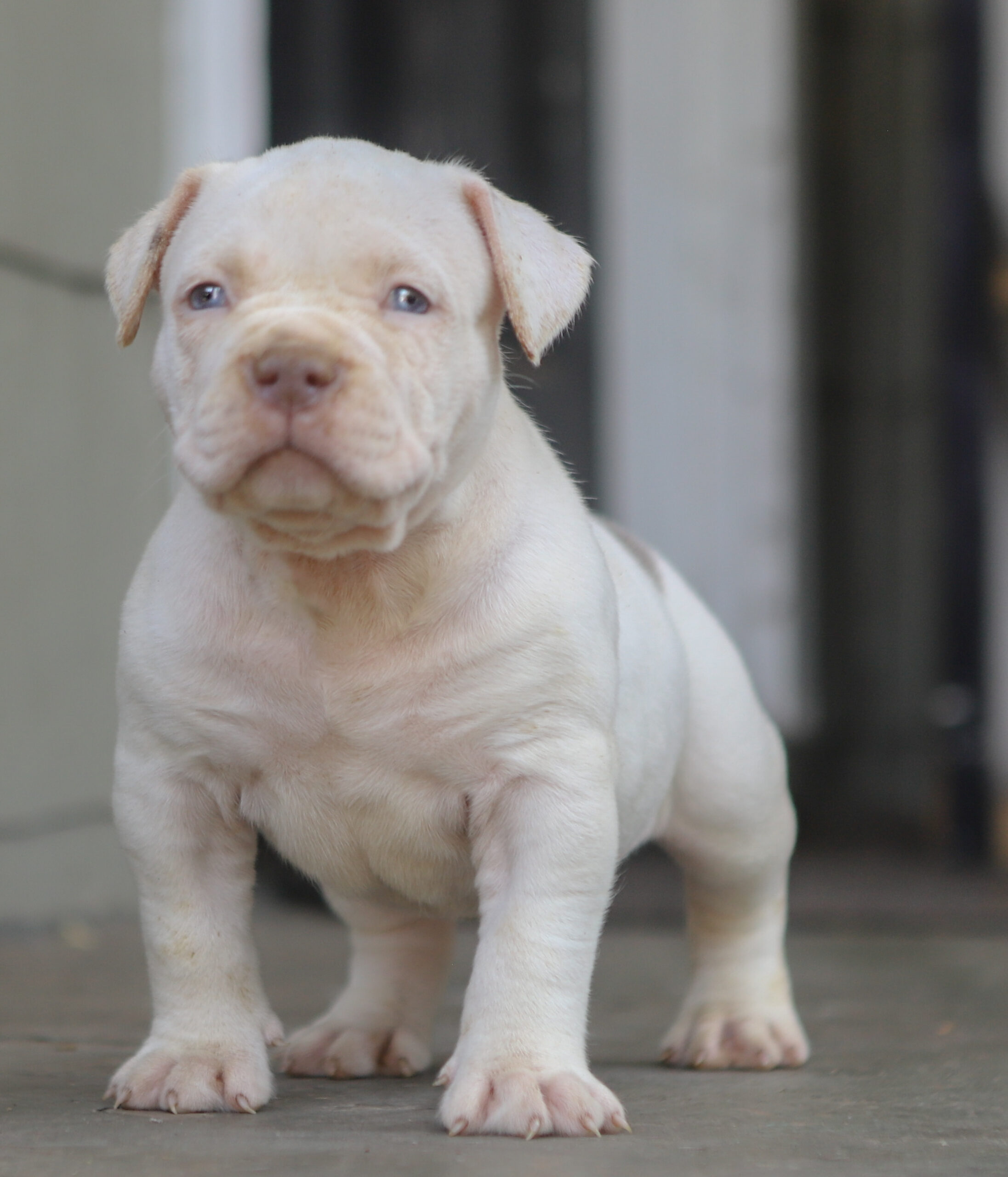 Dog Featured Image