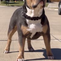 C I K Ozzie