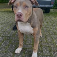 Zenaa