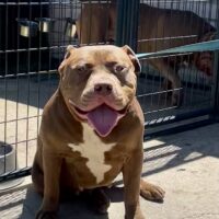 Tri State XL Bullies Mocha
