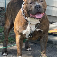 Tri State XL Bullies Hulk