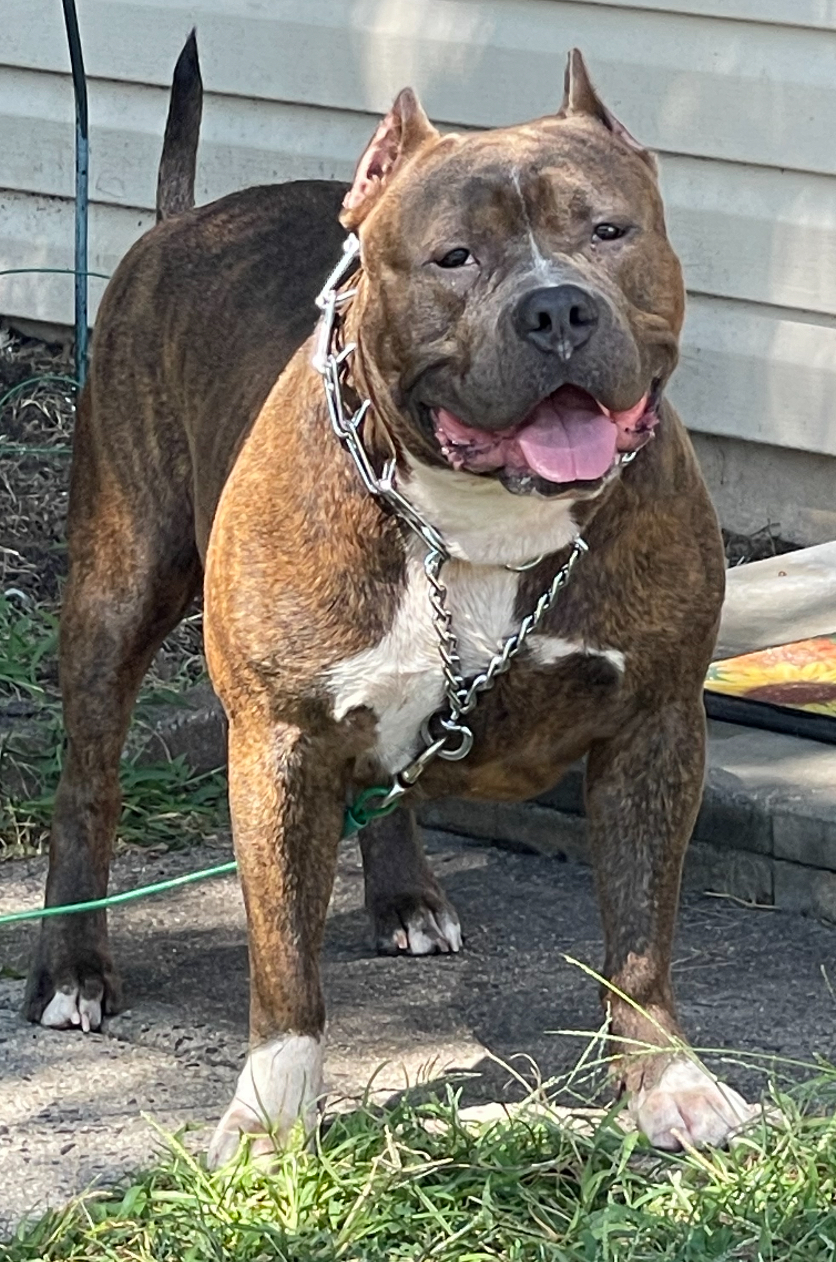 Dog Featured Image