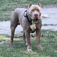 Carolina Bullies Major