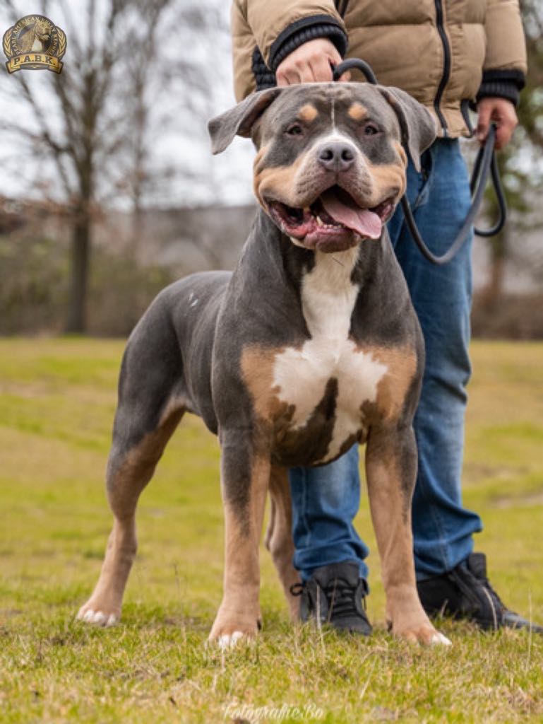 Dog Featured Image