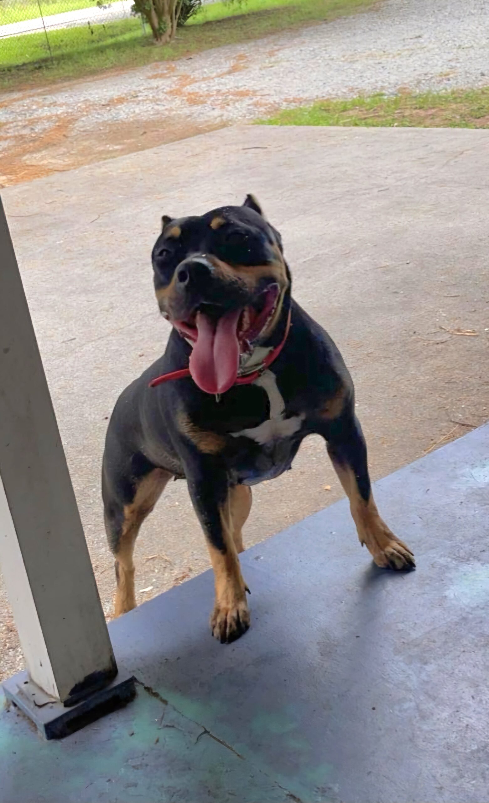 Dog Featured Image