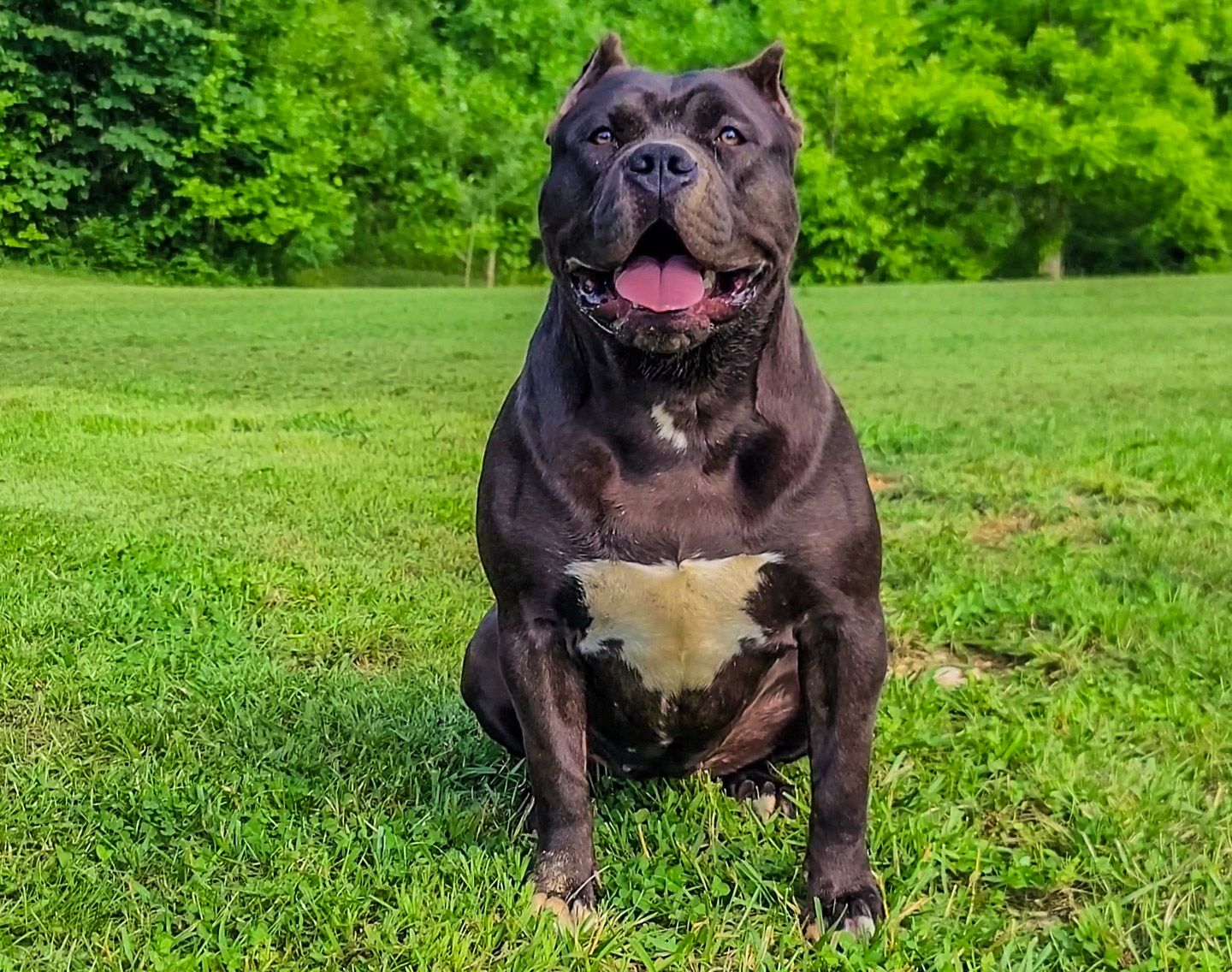 Dog Featured Image