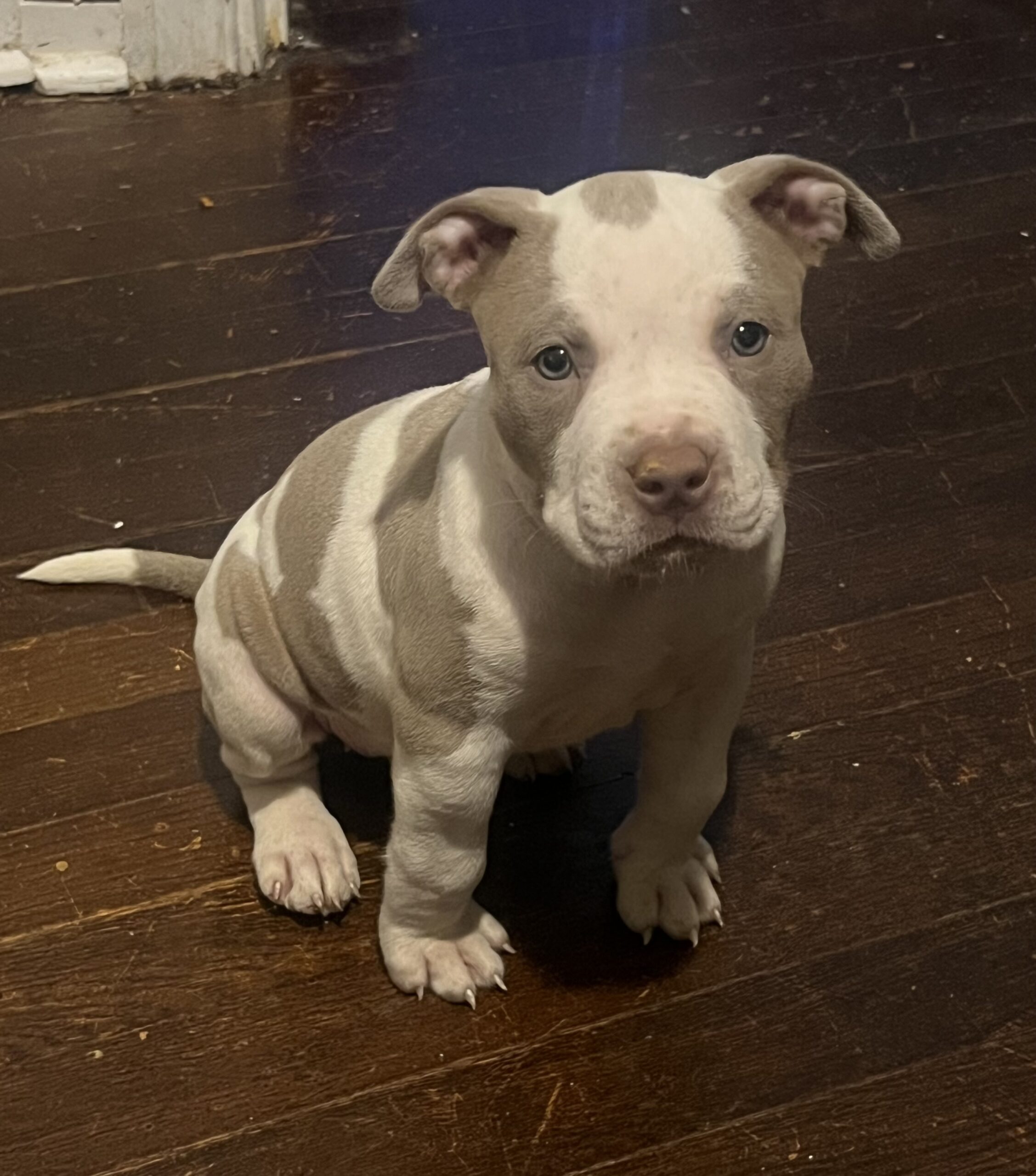 Dog Featured Image